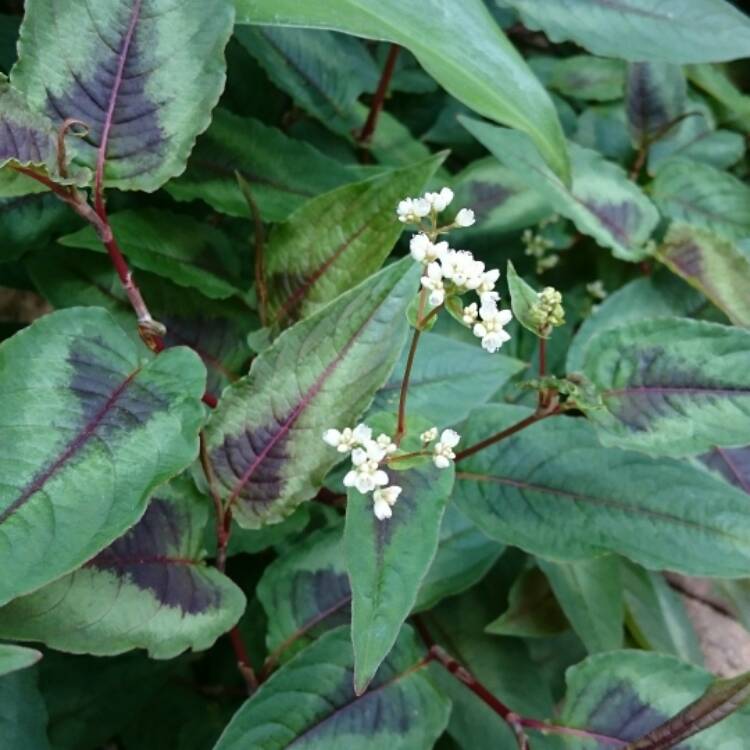 plant image 611759 plant image 611759