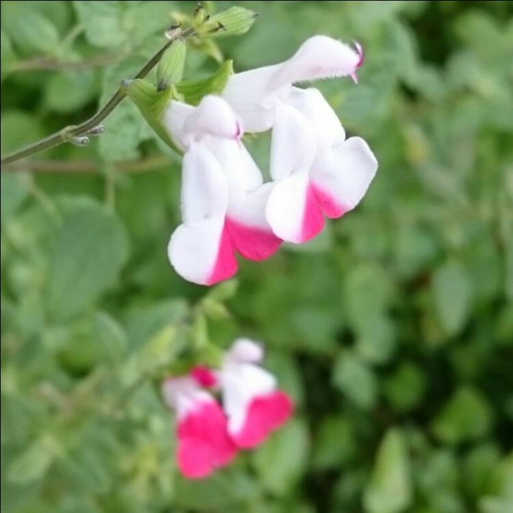 plant image 614774 plant image 614774