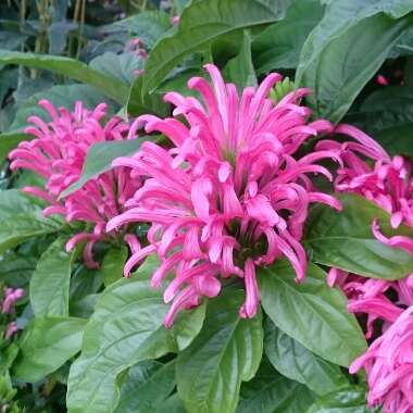 Justicia carnea