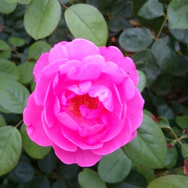 plant image 614819
