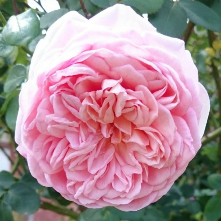 plant image 618659