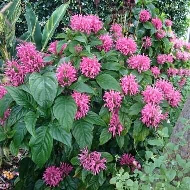 Justicia carnea