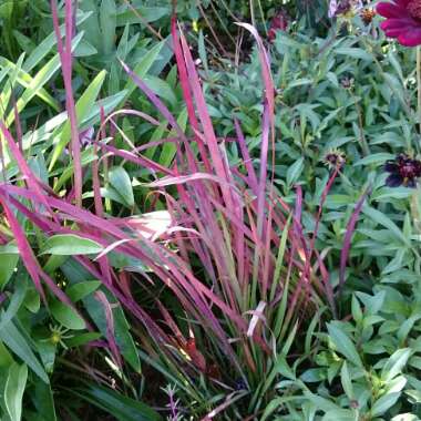 Imperata cylindrica 'Rubra'