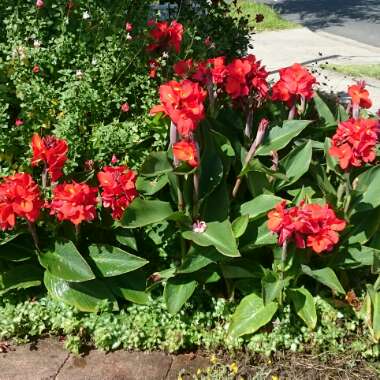 Canna 'Tropical Ruby'