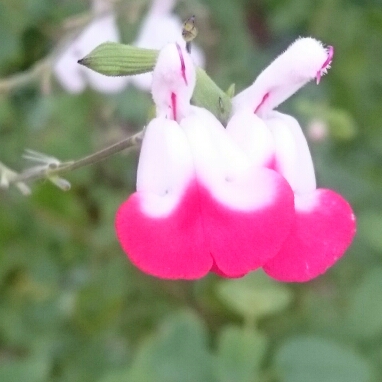 plant image 627134 plant image 627134