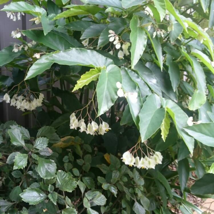 plant image 627144 plant image 627144
