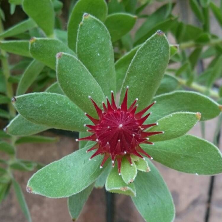 plant image 627170 plant image 627170