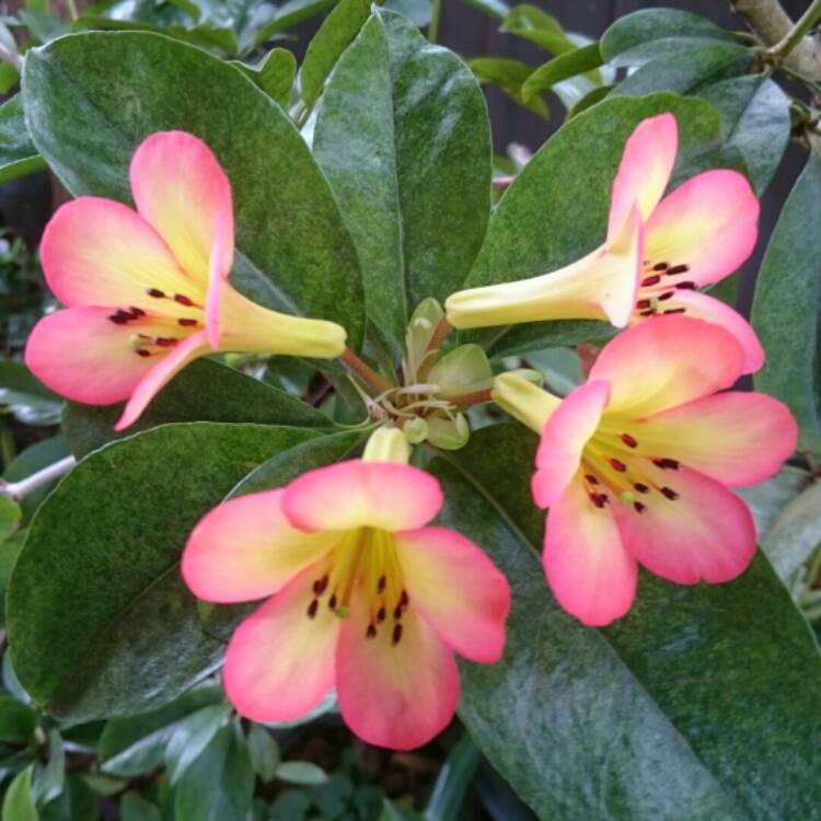plant image 639284 plant image 639284