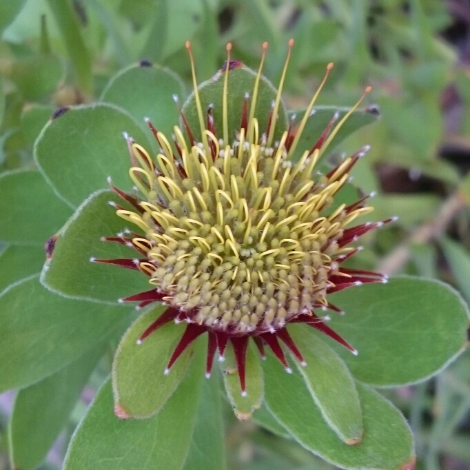 plant image 639288 plant image 639288