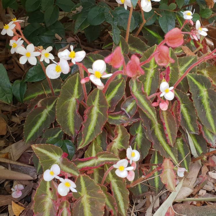 plant image 669097 plant image 669097