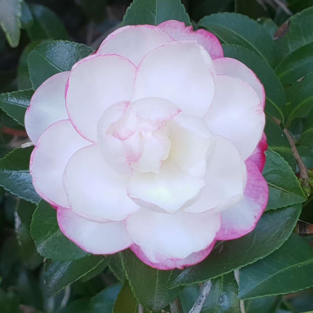plant image 681170 plant image 681170