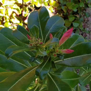 Adenium obesum