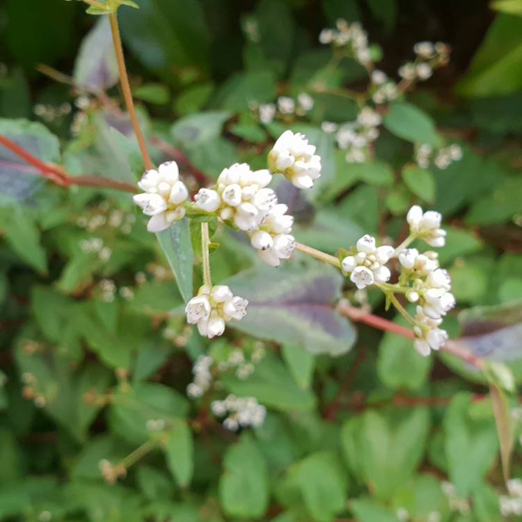 plant image 691343 plant image 691343