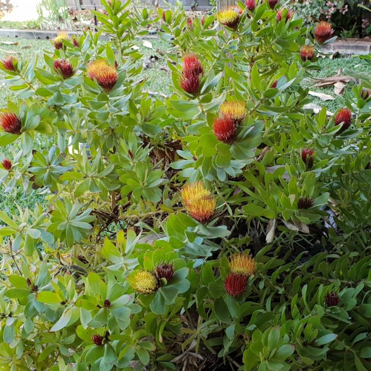 plant image 784457 plant image 784457