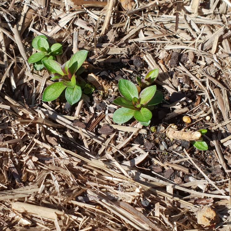 plant image 839044 plant image 839044