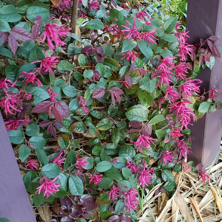 plant image 849595 plant image 849595