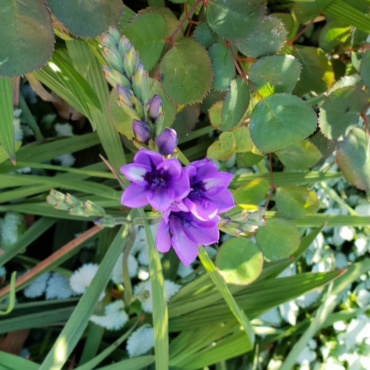 plant image 849607 plant image 849607