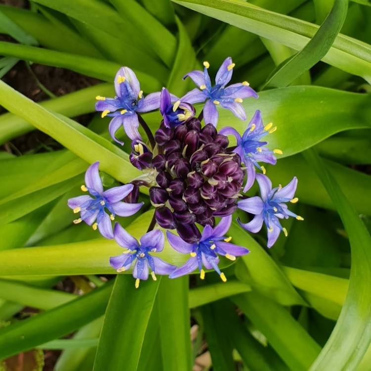 plant image 853815