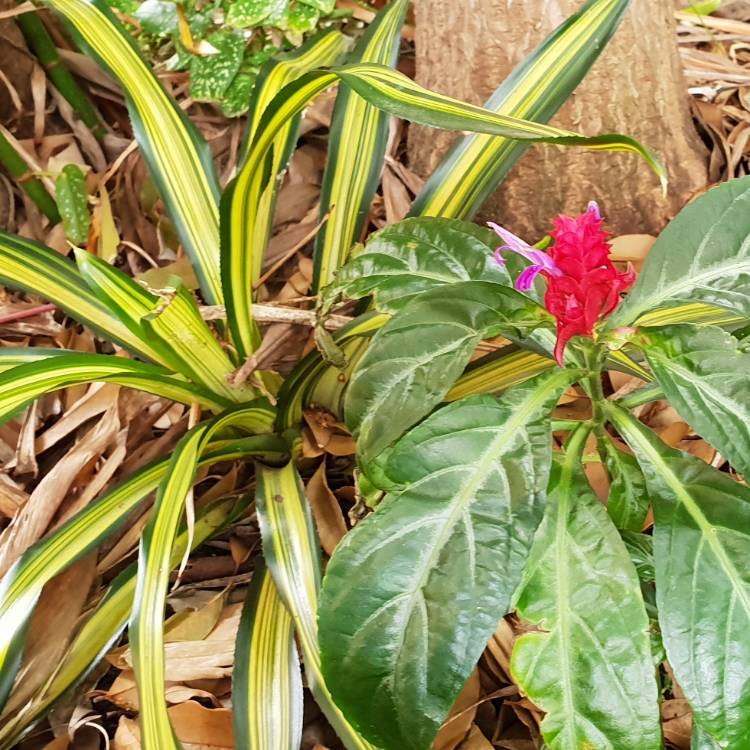 plant image 855713 plant image 855713