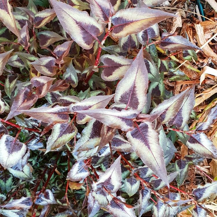 plant image 861423 plant image 861423