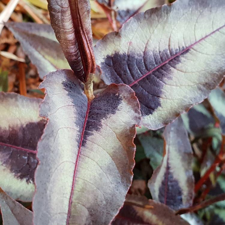 plant image 861424 plant image 861424