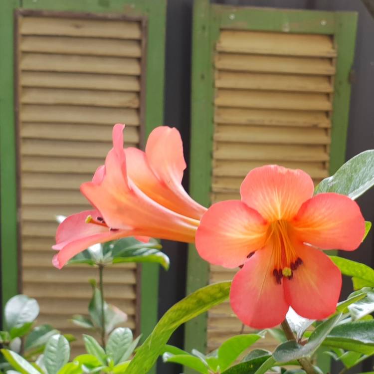 plant image 867113 plant image 867113