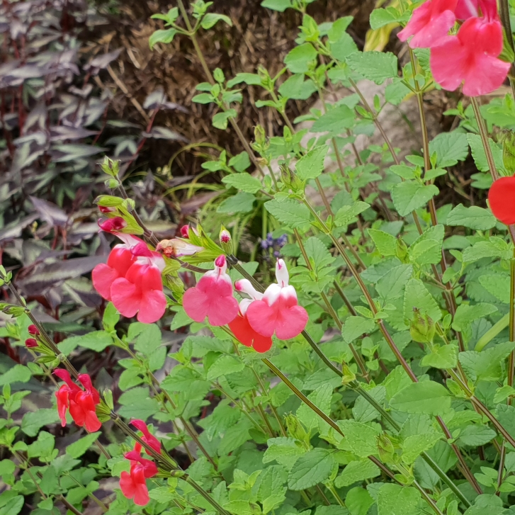 plant image 868641 plant image 868641