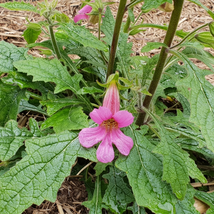 plant image 869705 plant image 869705