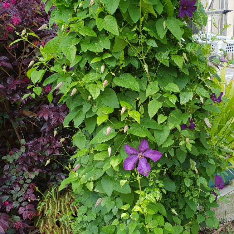 plant image 873469 plant image 873469