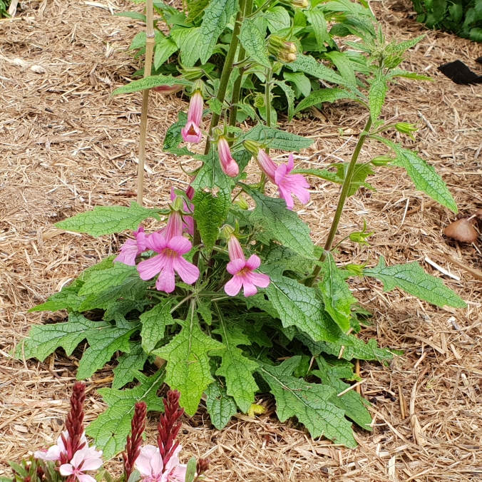 plant image 874409 plant image 874409