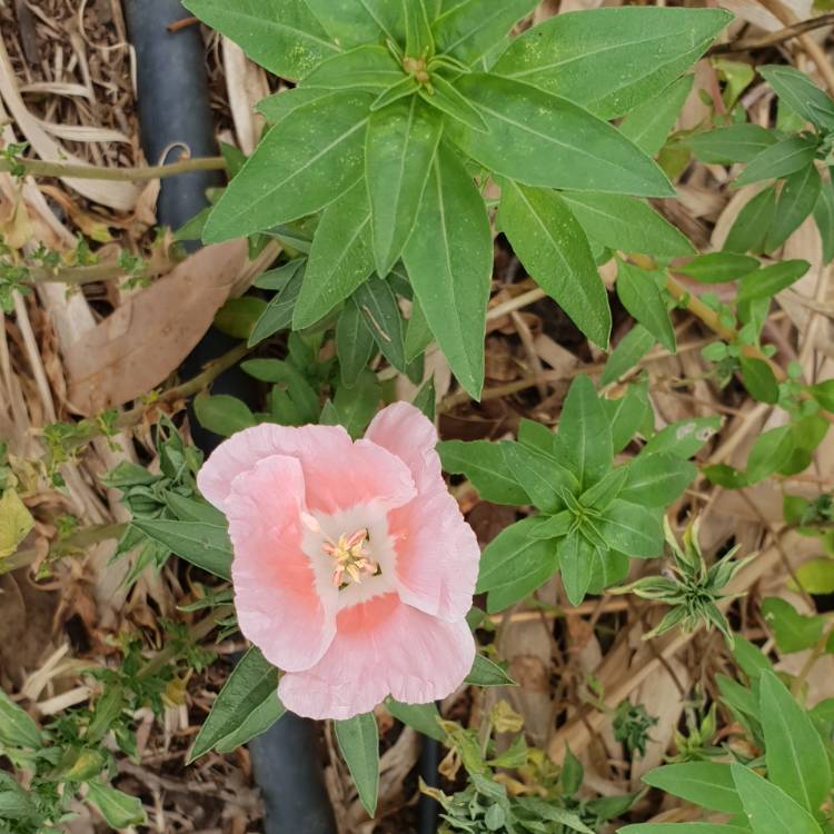 plant image 876544