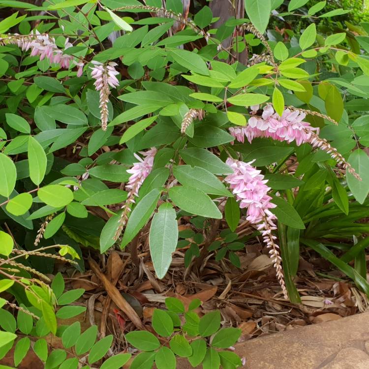 plant image 878302 plant image 878302