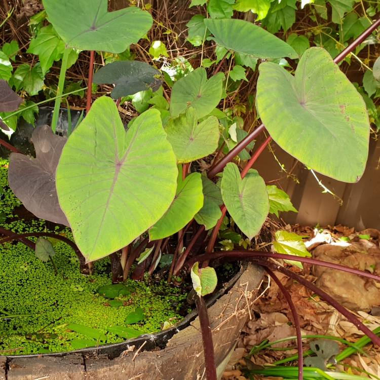 plant image 879497 plant image 879497