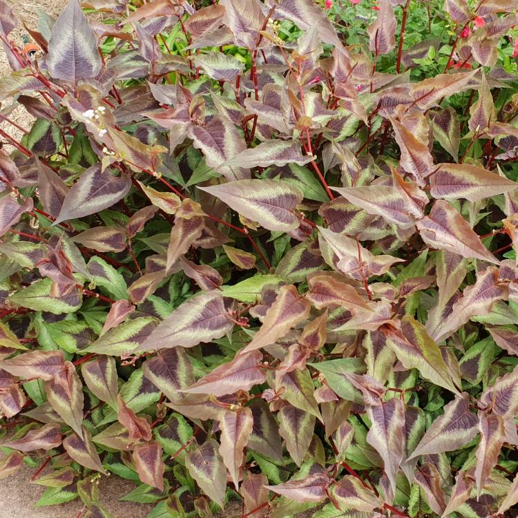 plant image 882301 plant image 882301