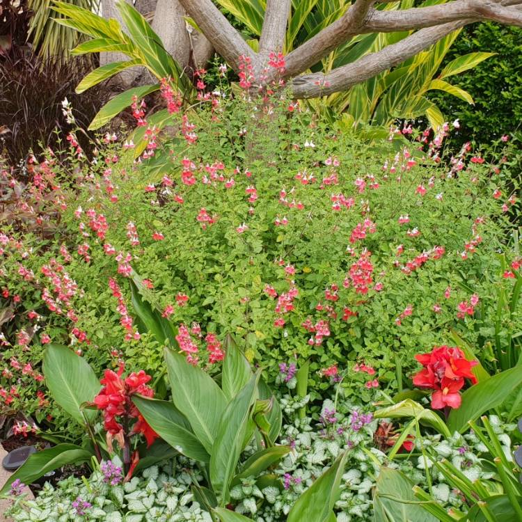 plant image 882303 plant image 882303