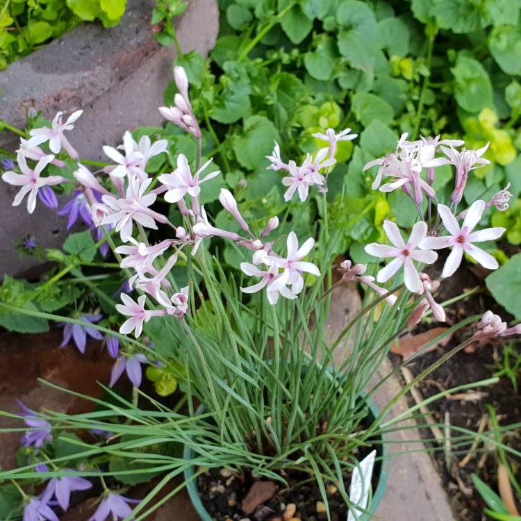 plant image 882398 plant image 882398