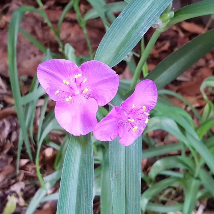 plant image 886975