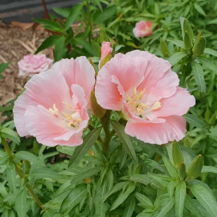 plant image 896332