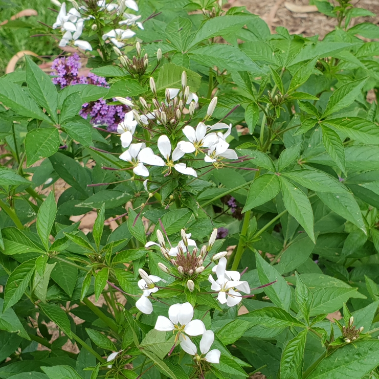 plant image 896333 plant image 896333