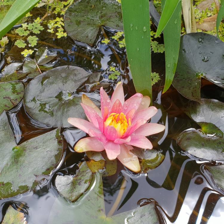 plant image 899255