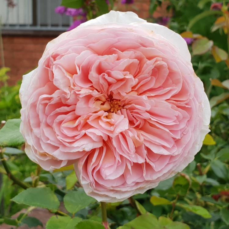 plant image 902740