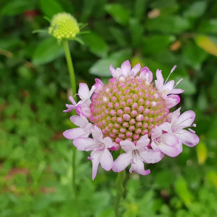 plant image 902743 plant image 902743