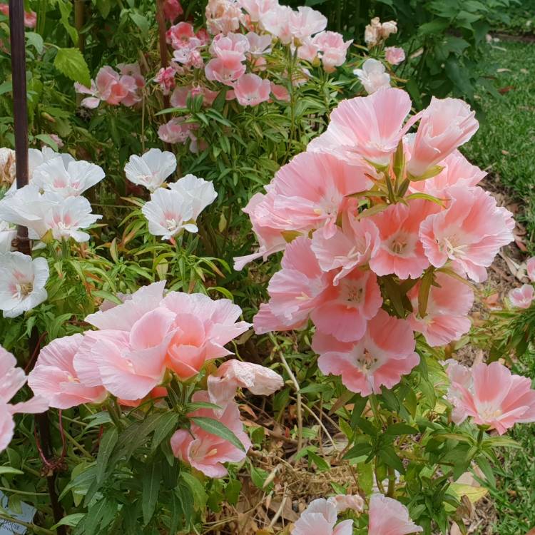 plant image 903990
