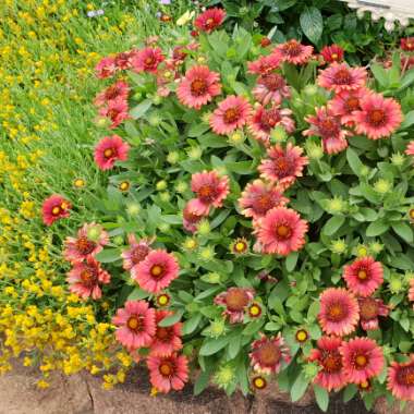 Gaillardia x grandiflora 'Mesa Red' (Mesa Series) syn. Gaillardia 'Red'