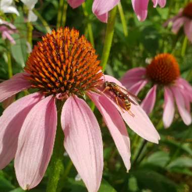 Echinacea