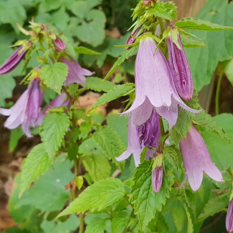 Plant image Campanula punctata 'rubriflora'