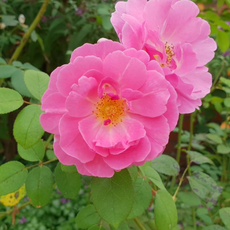 plant image 924779