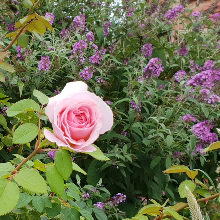 plant image 924784