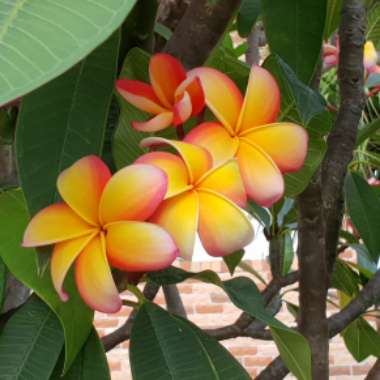 Plumeria rubra 'Sorbet Ripple'
