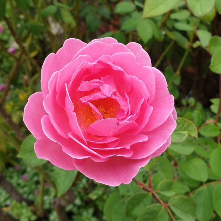 plant image 958255
